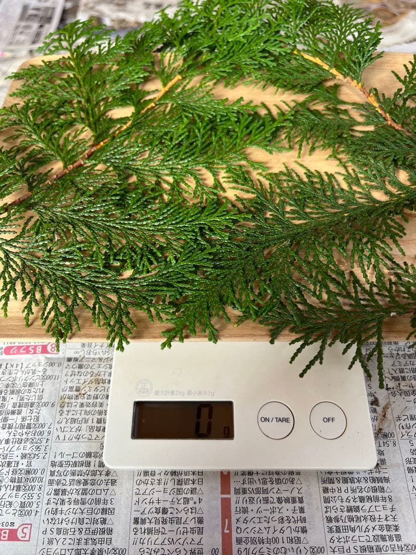 10月18日　信州産　長野県産　松茸　472g 6本　辰野産