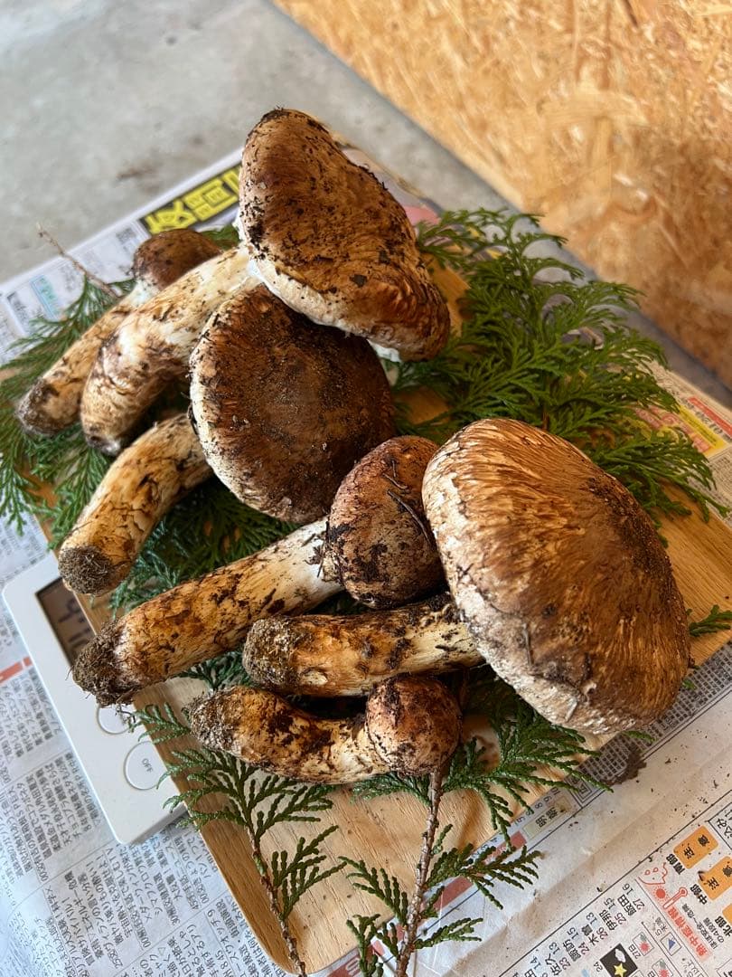 10月18日　信州産　長野県産　松茸　472g 6本　辰野産