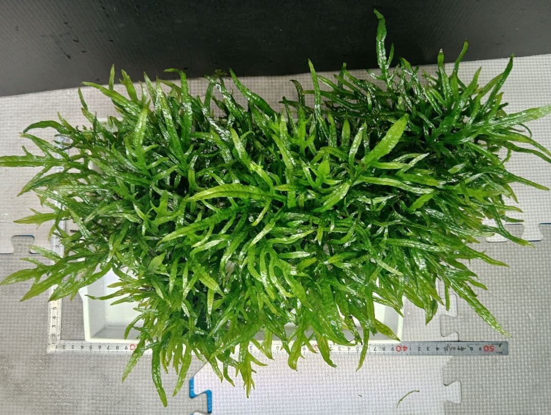 特大　ミクロソリウムsp.パプアニューギニア流木活着