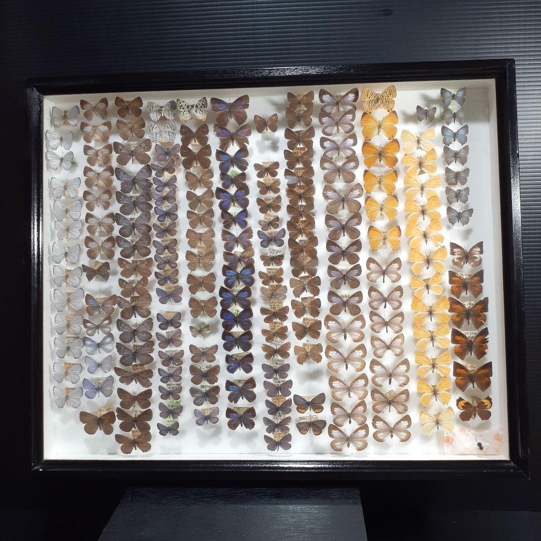 蝶標本　シジミチョウ22種180頭　大型ドイツ標本箱入り