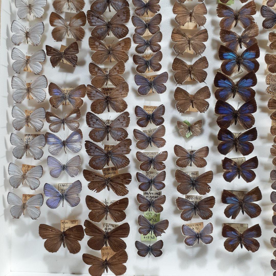 蝶標本　シジミチョウ22種180頭　大型ドイツ標本箱入り