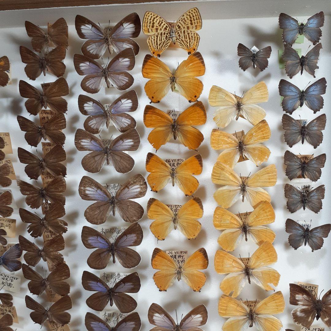蝶標本　シジミチョウ22種180頭　大型ドイツ標本箱入り