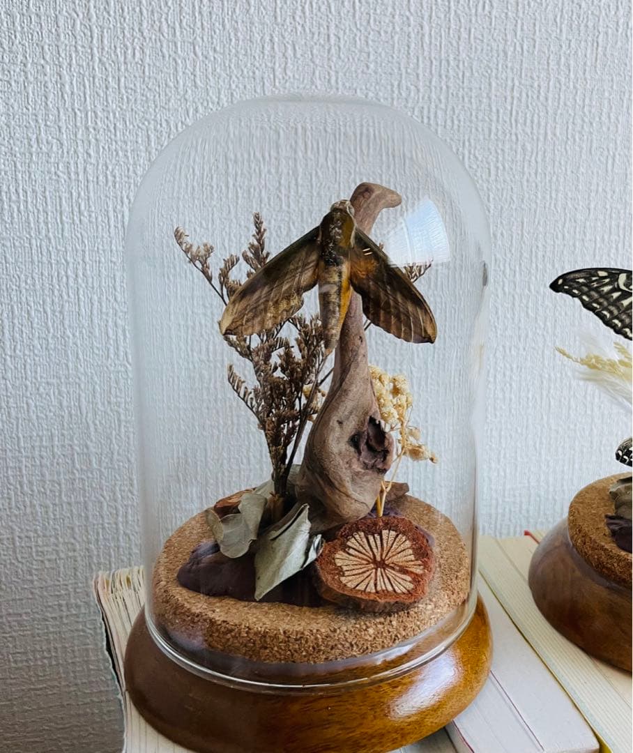ガラスドーム　昆虫標本