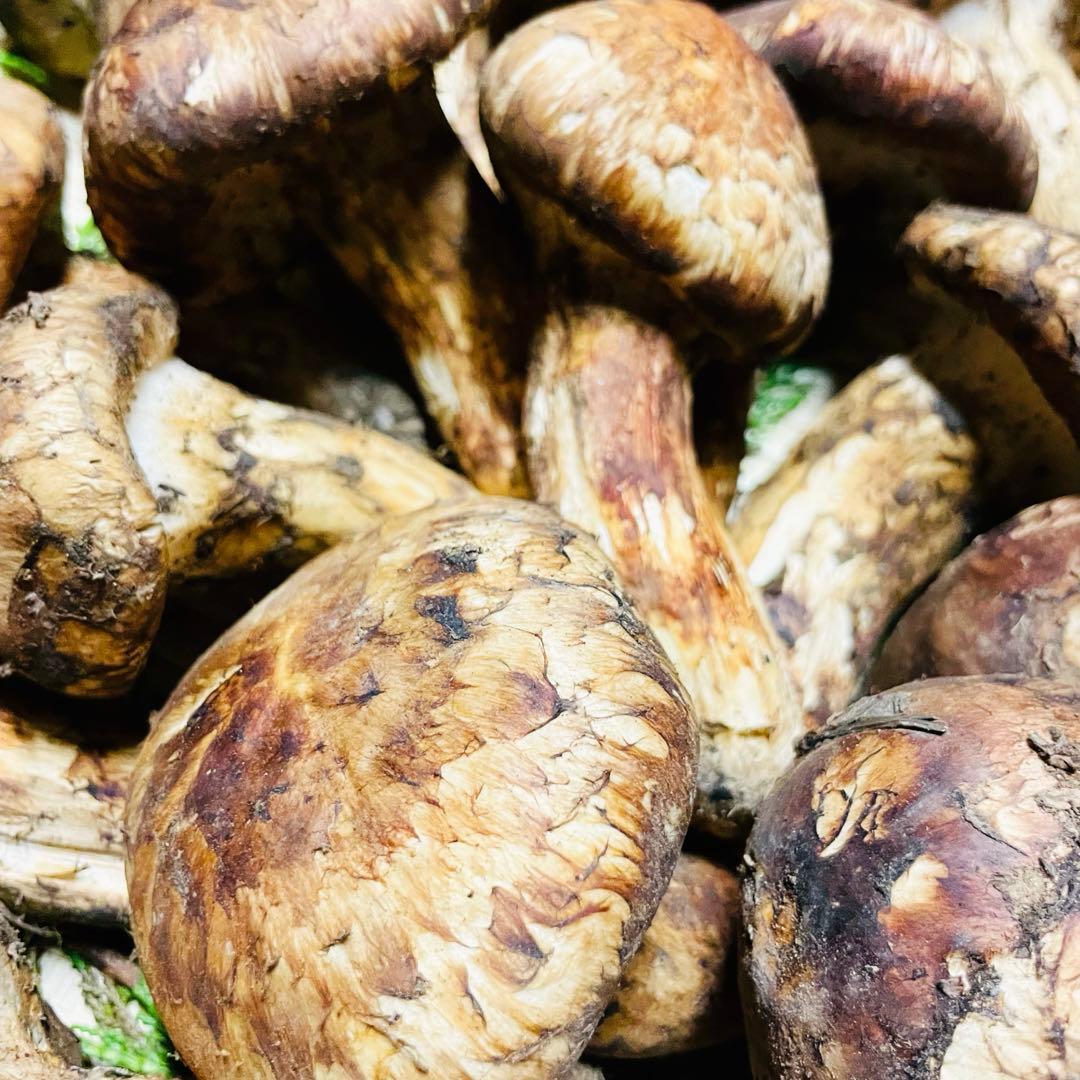 朝採れ　松茸　国産　山梨県　約100gセット