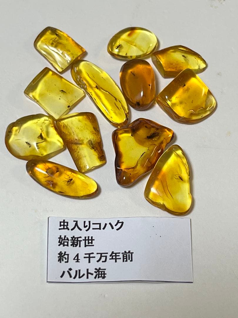 バルト海産　虫入り琥珀　12個セット　全て虫入り　本物保証　良いコンディション
