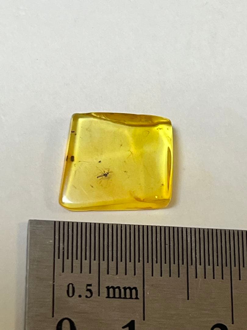 バルト海産　虫入り琥珀　12個セット　全て虫入り　本物保証　良いコンディション