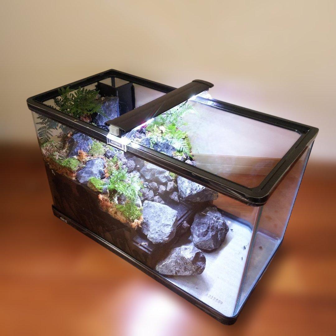 【受注生産】６0センチ水槽アクアテラリウム　イモリウム　苔テラリウム　テラリウム