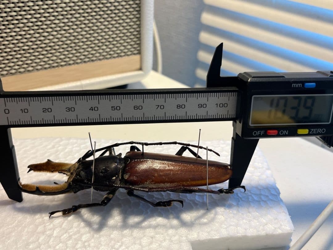 【103mm】アラゲオオウスバカミキリ 甲虫昆虫標本タランチュラ　標本