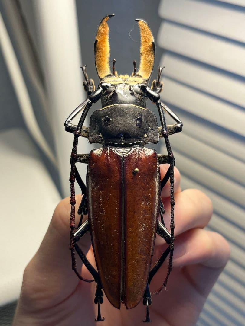 【103mm】アラゲオオウスバカミキリ 甲虫昆虫標本タランチュラ　標本