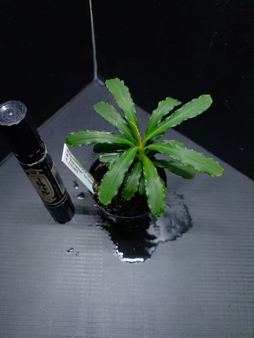 ブセファランドラ バライカランガン TB便