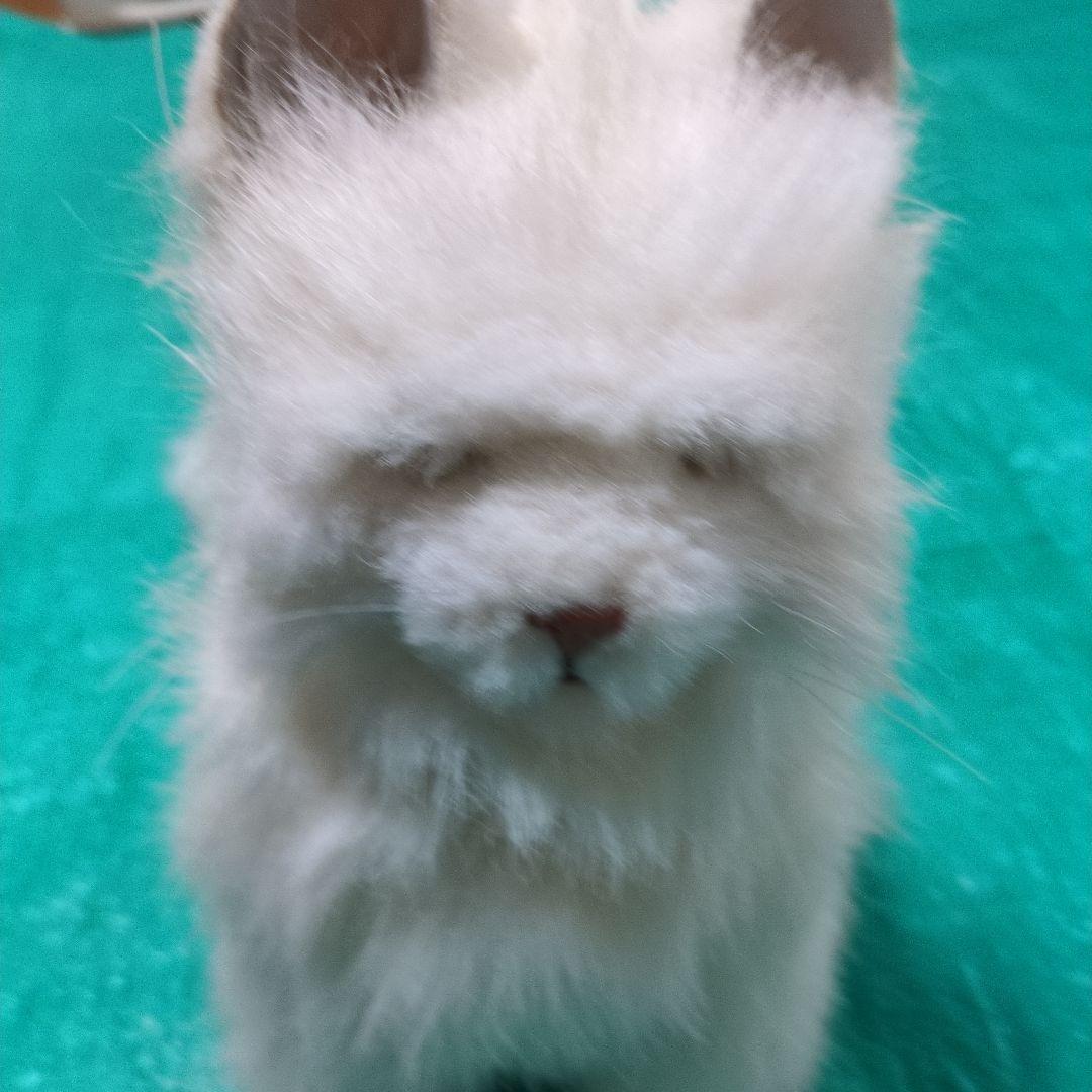 ペルシャ猫のバーチャルペットロボットぬいぐるみ