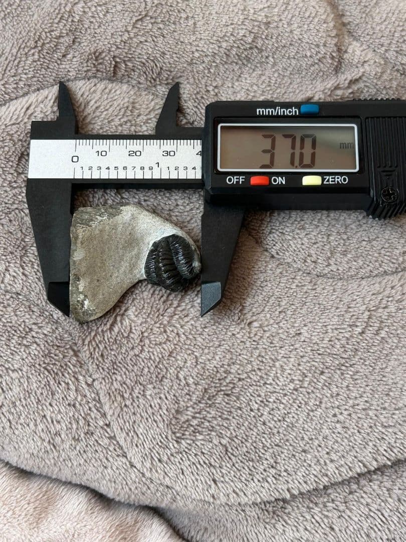 三葉虫モロッコ産④ゲラストスGerastos？化石 デボン紀