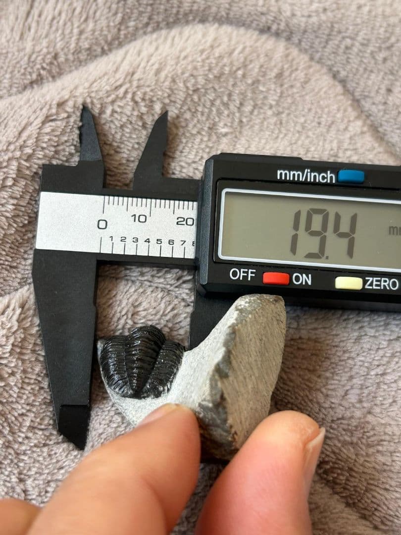 三葉虫モロッコ産④ゲラストスGerastos？化石 デボン紀