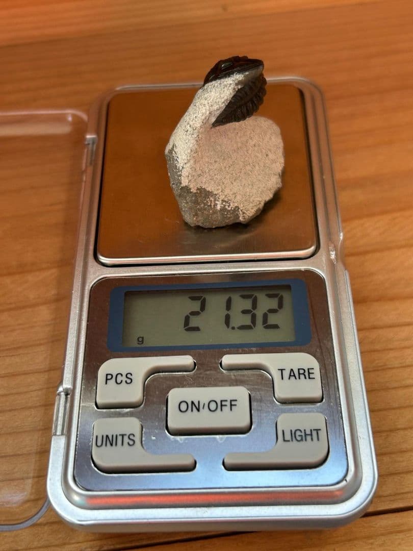 三葉虫モロッコ産④ゲラストスGerastos？化石 デボン紀