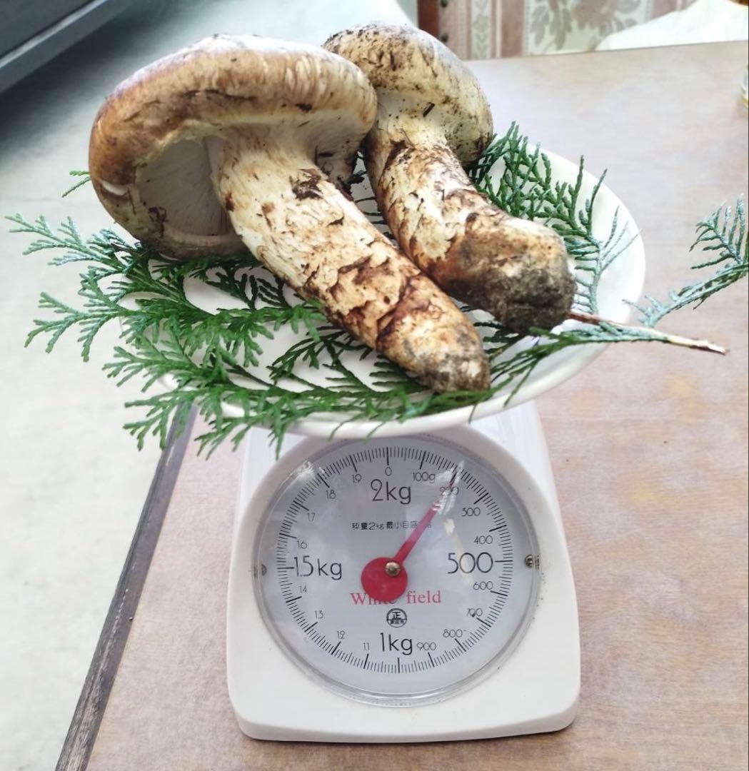 【10/28採取】広島県産 松茸 2本 国産