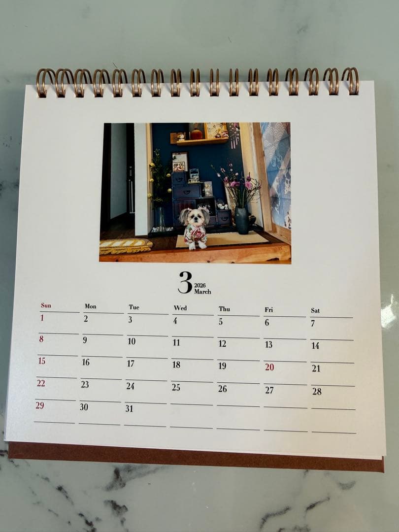 シーズーちくわの卓上カレンダー【オリジナル】