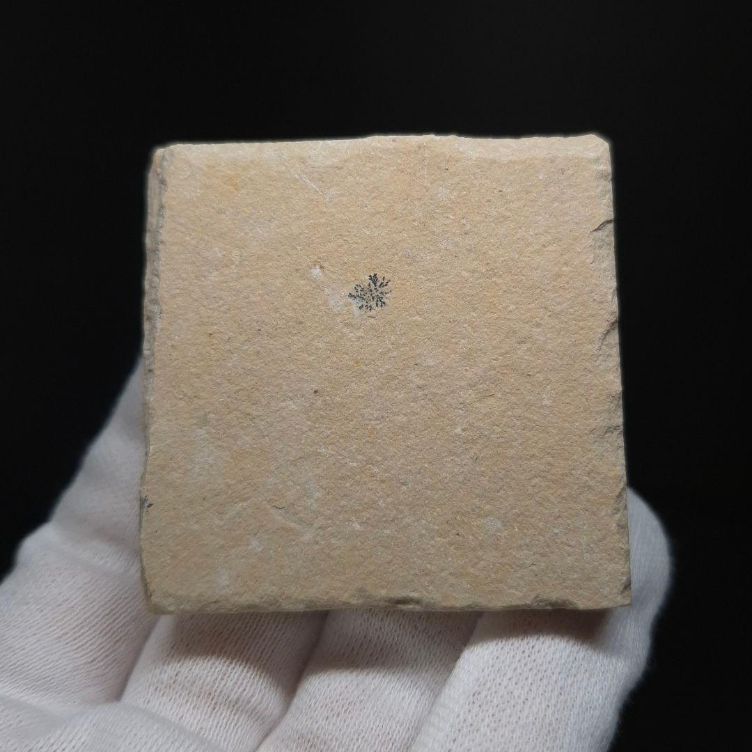 美品 エビ 化石 本物 レバノン産 50.22mm sr3