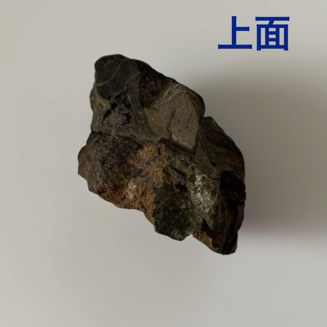 天然石　サバ菊石　約523g 鉱物　鑑賞石