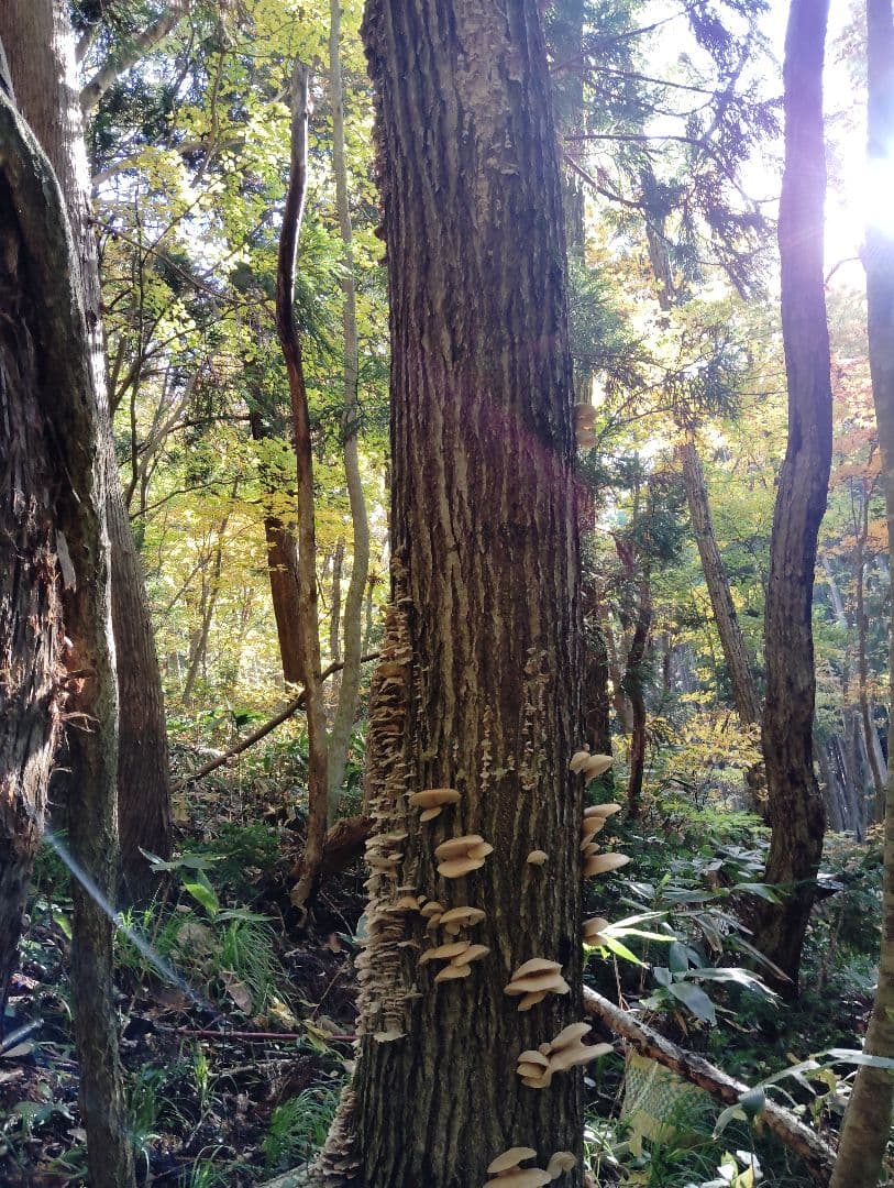 生　きのこ　8kg