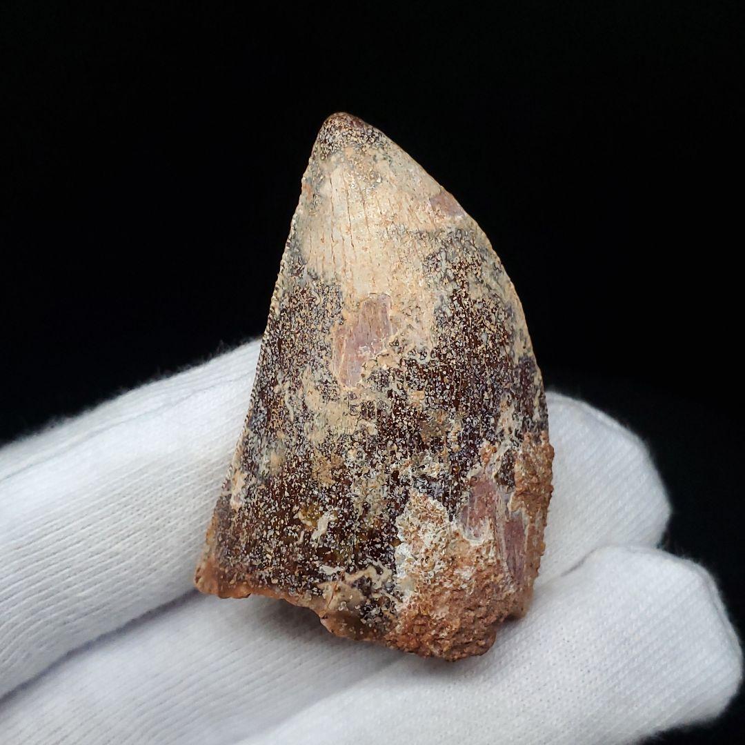 カルカロドントサウルス 歯 化石 本物 モロッコ産 38.72mm  fca11