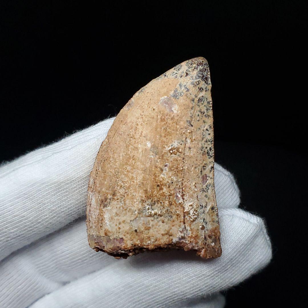 カルカロドントサウルス 歯 化石 本物 モロッコ産 38.72mm  fca11