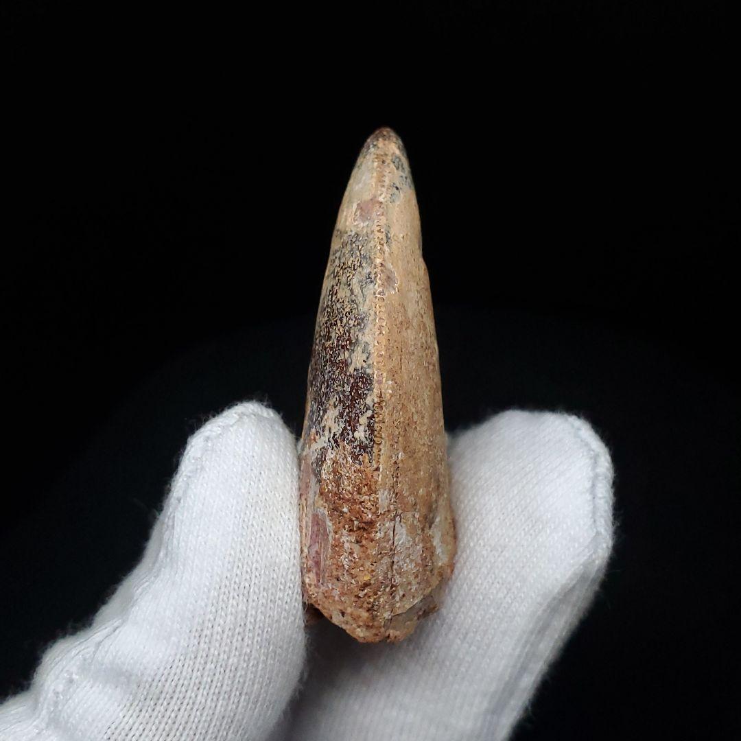 カルカロドントサウルス 歯 化石 本物 モロッコ産 38.72mm  fca11