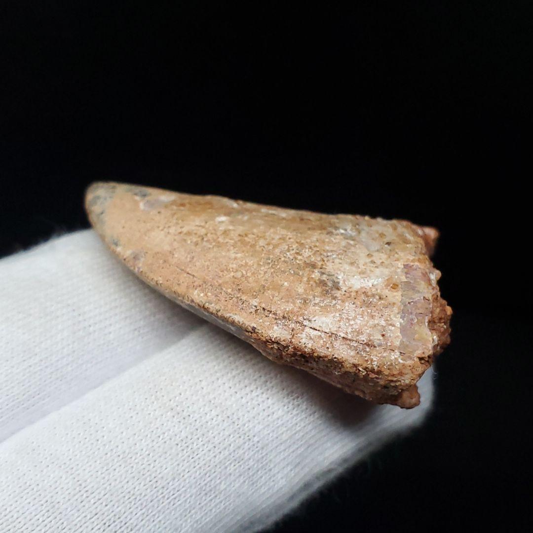 カルカロドントサウルス 歯 化石 本物 モロッコ産 38.72mm  fca11