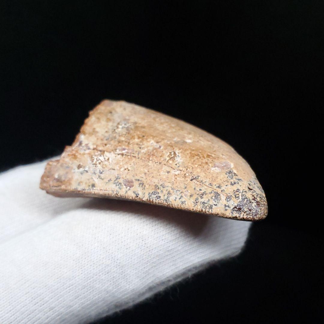 カルカロドントサウルス 歯 化石 本物 モロッコ産 38.72mm  fca11