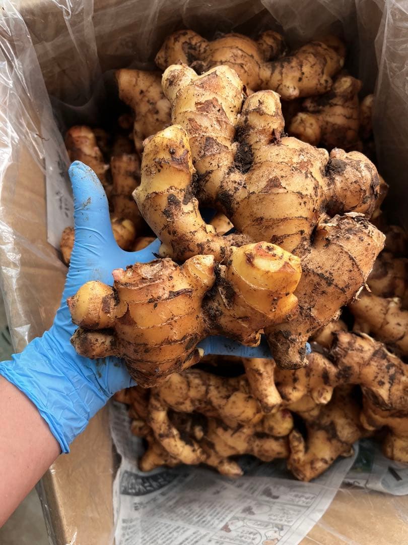 大分県産・自然栽培【農薬・肥料使っていません】生姜 10キロ　土付きです！