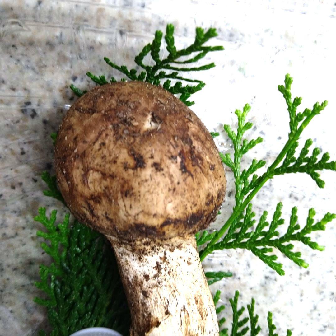 61.南信州産松茸約51g約12cm