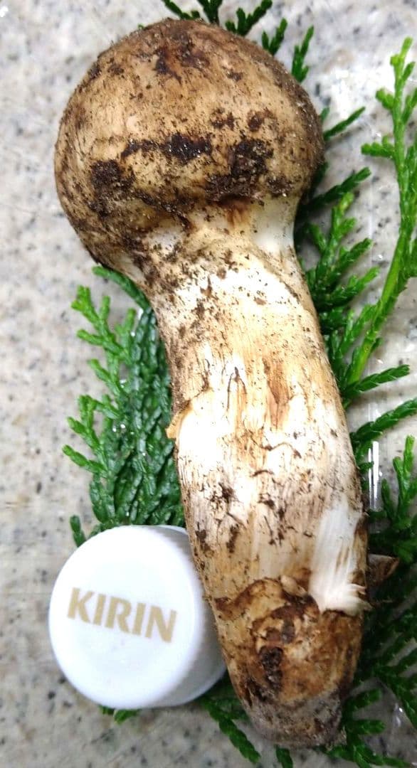 61.南信州産松茸約51g約12cm