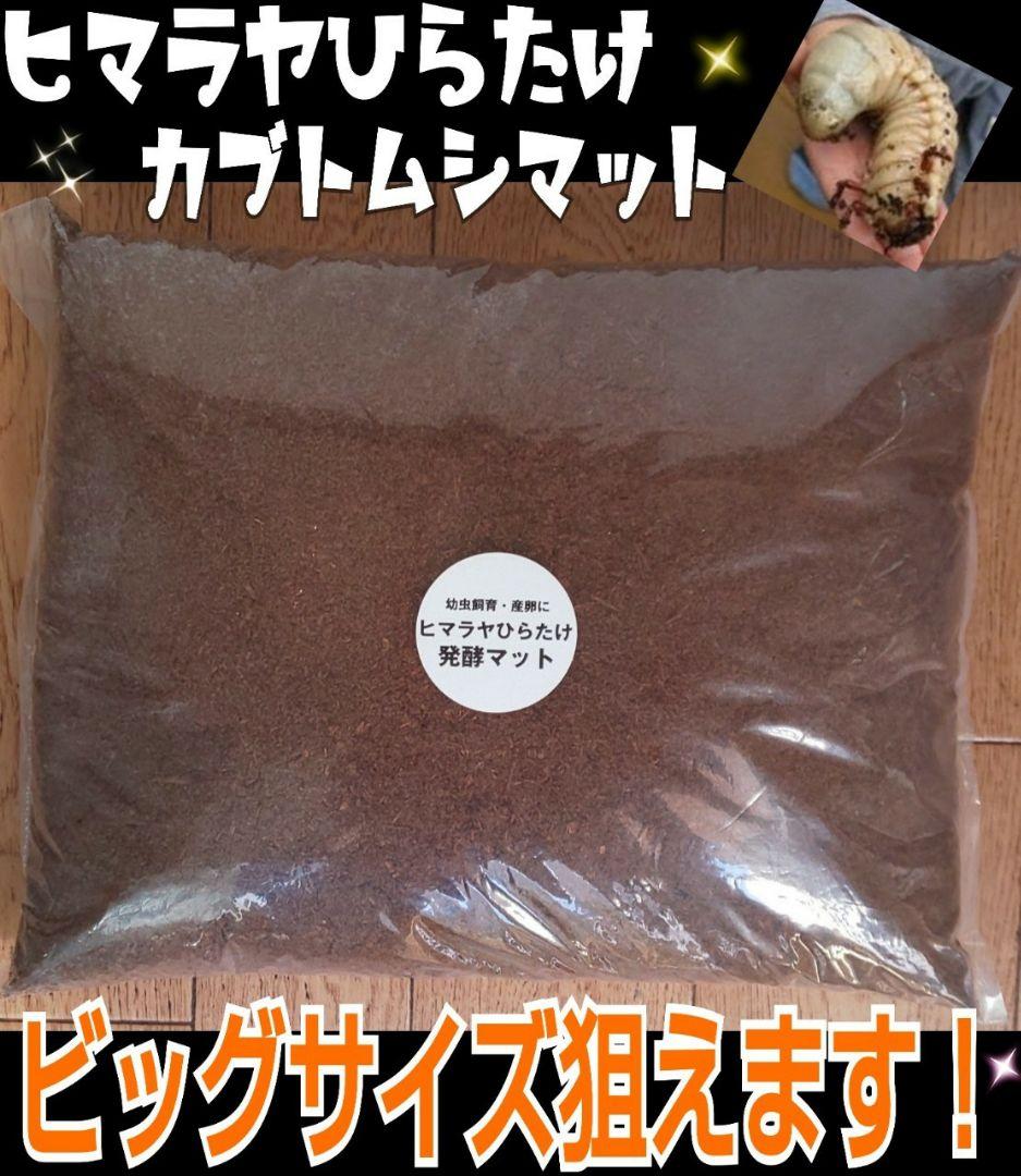 デカクなりすぎ注意！80リットル☆ヒマラヤひらたけ発酵カブトムシマット栄養価抜群