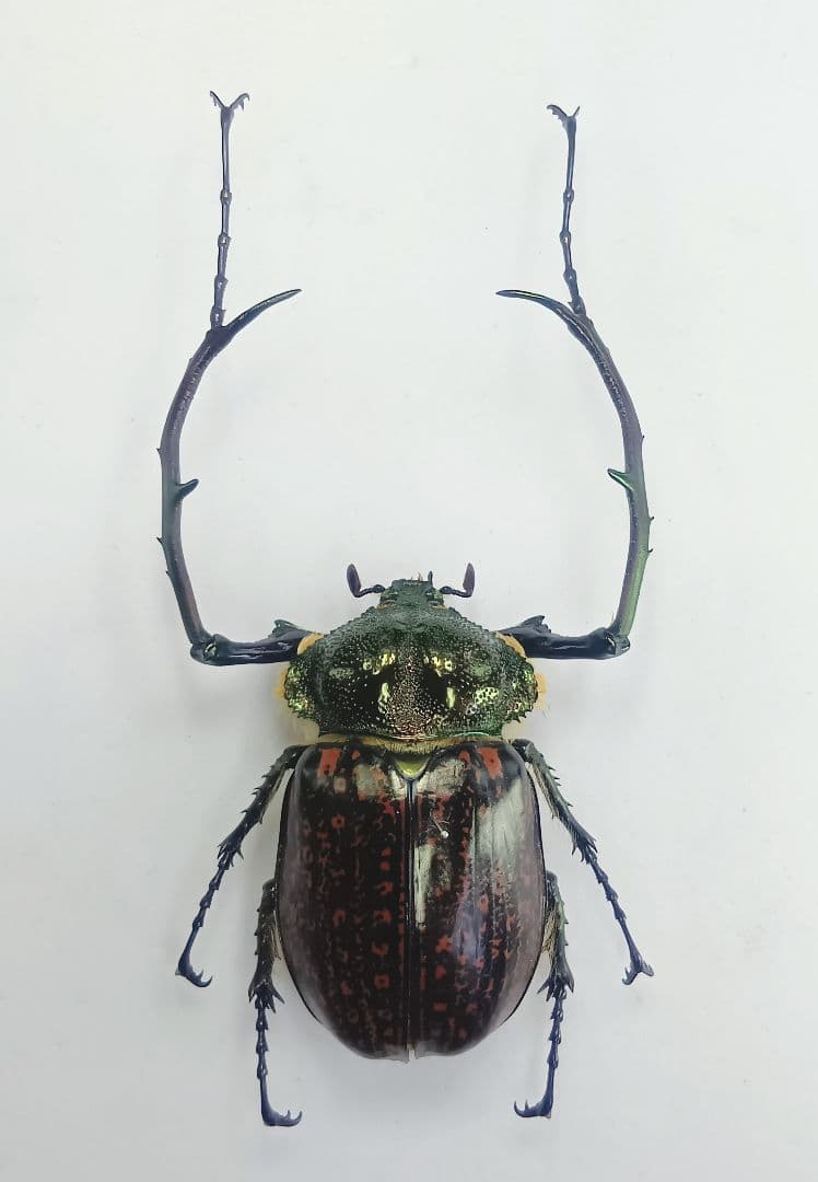 ※大型　ゲストロイテナガコガネ♂野外標本