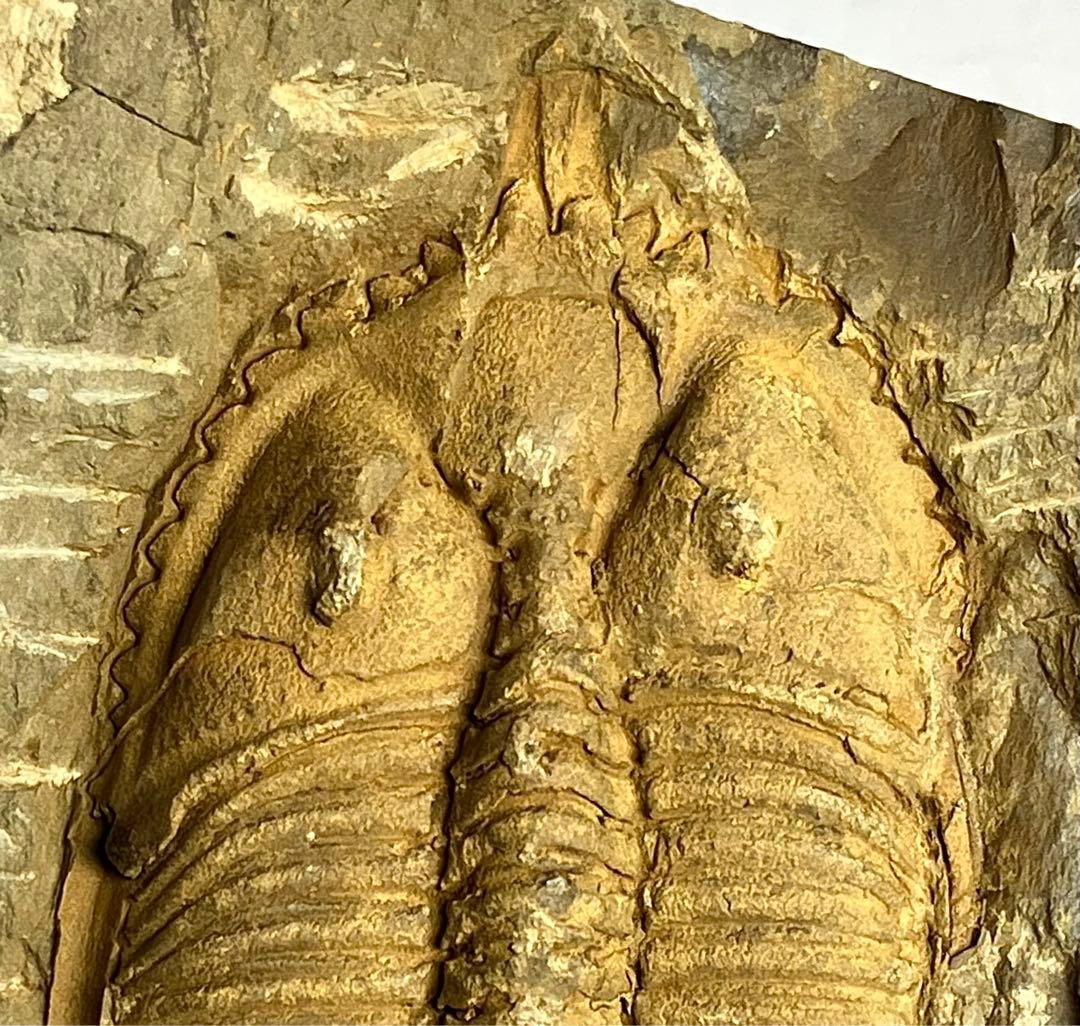 三葉虫　化石　Coronocephalus