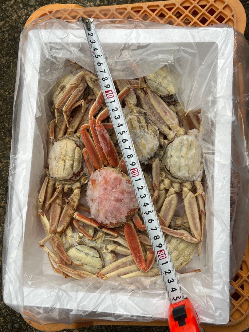 松葉蟹　ズワイガニ　セイコガニ　　特大8匹1.5キロ