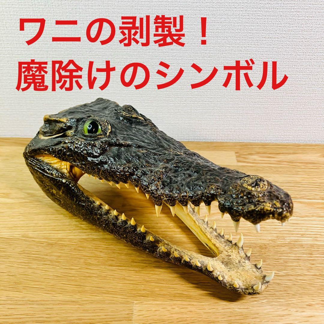 ワニ　頭部の剥製　アメリカンアリゲーター