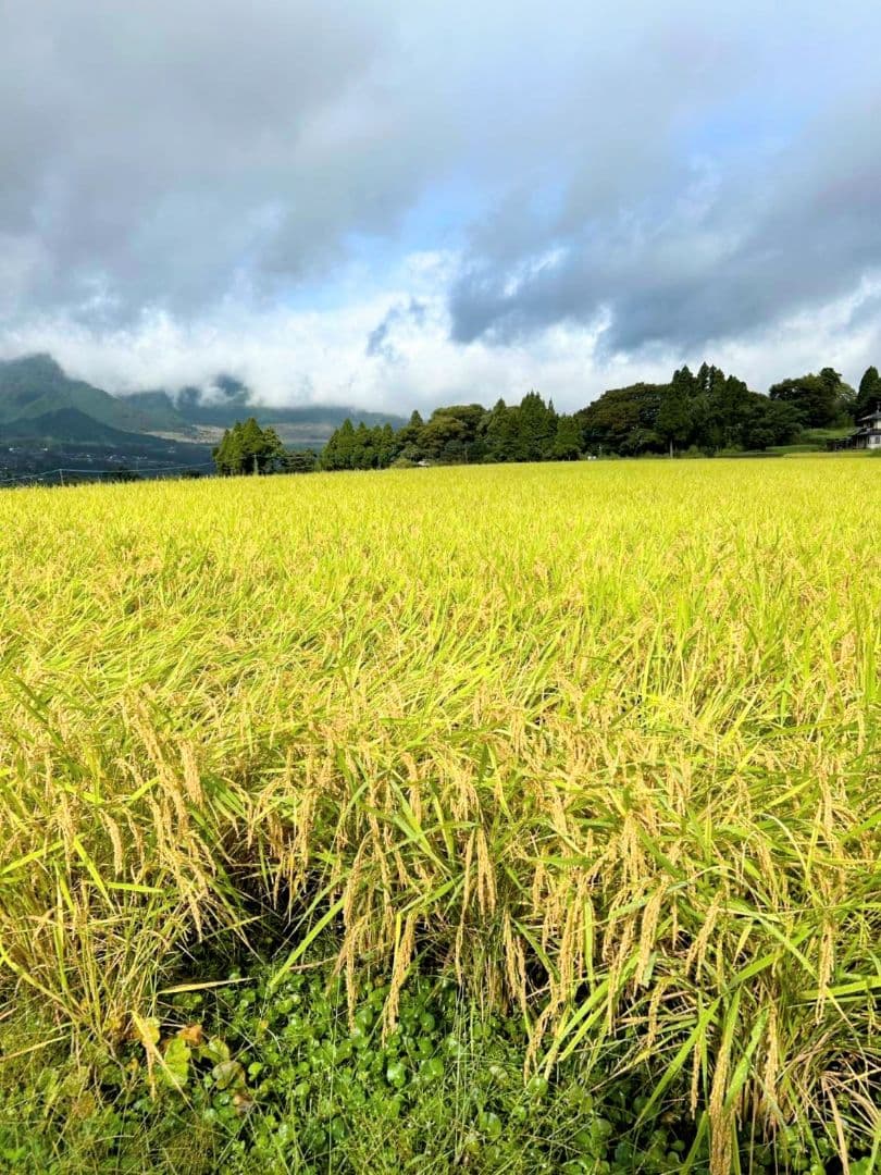 R7年 自然栽培米 朝日米10kg玄米