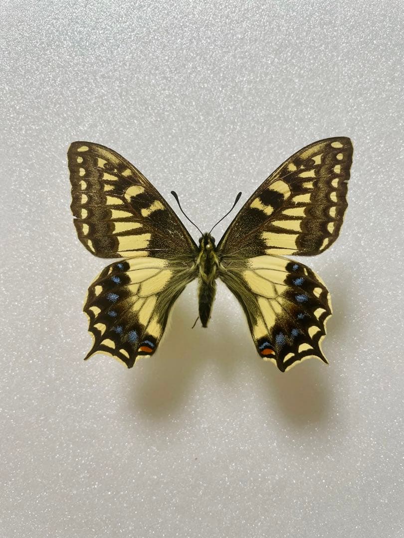 パピリオ・ホスピトン（イタリア産、1メス）