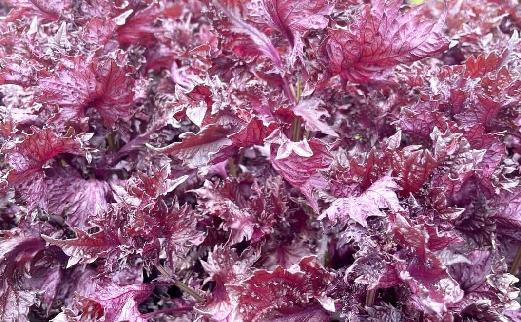 えぐちゃんページ 2kg