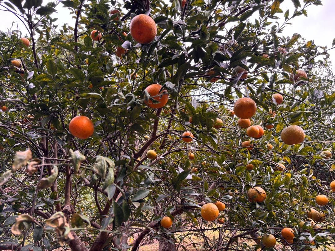 沖縄県産やんばるタンカン　無農薬