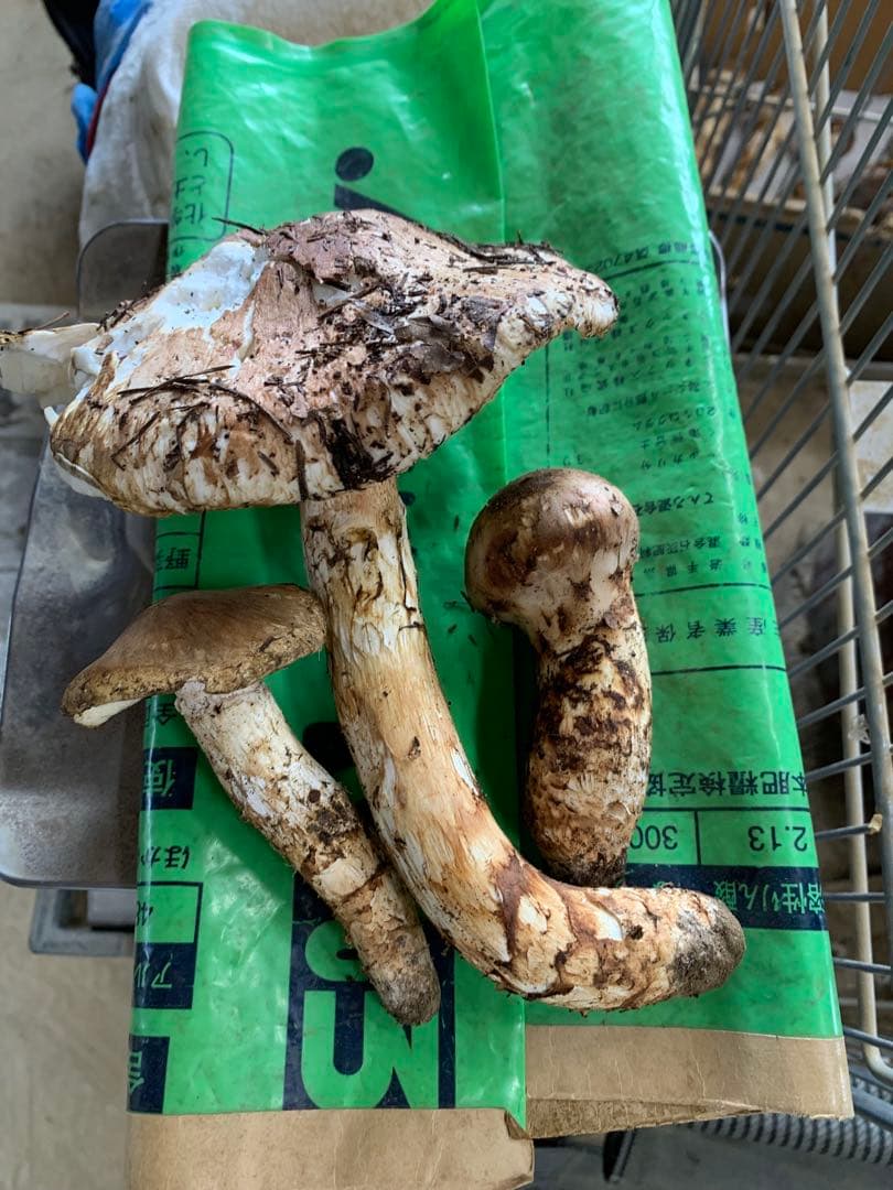 【本日発送】　国産　岩手県産　松茸