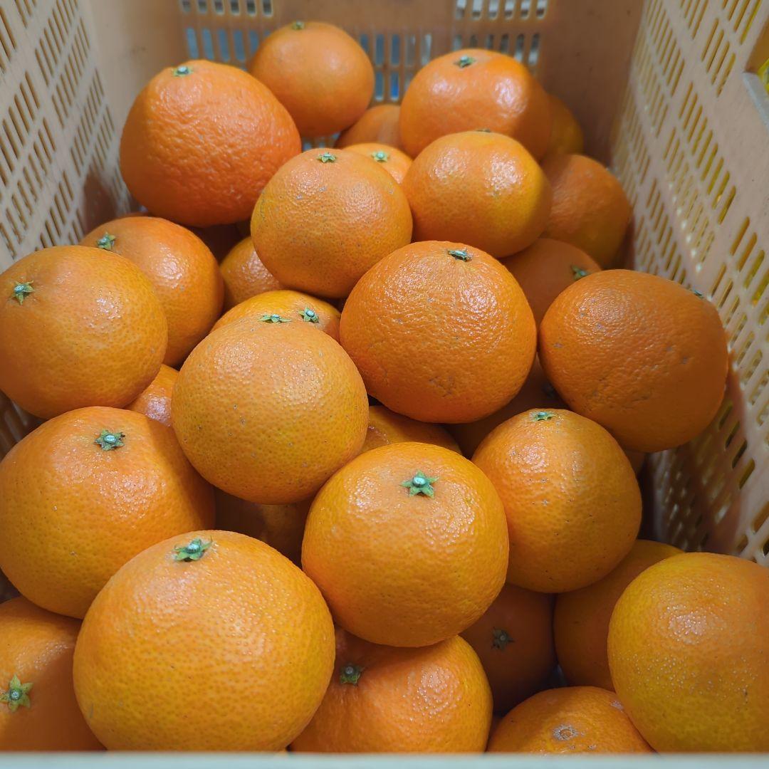 669愛果 まどんな 家庭用 10kg