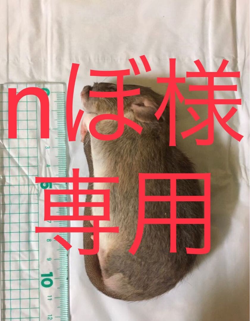 爬虫類・両生類のエサ ADL50 ADLL40