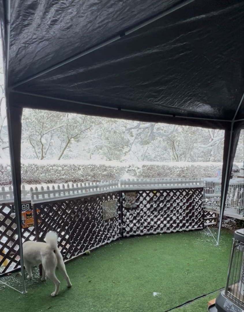 訳あり値引！3m×3m大きなテントハウス組立式2ヶ月使用譲ります。