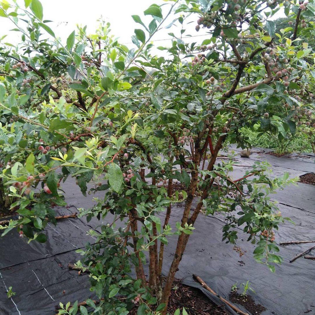 ★完熟冷凍ブルーベリーkg★