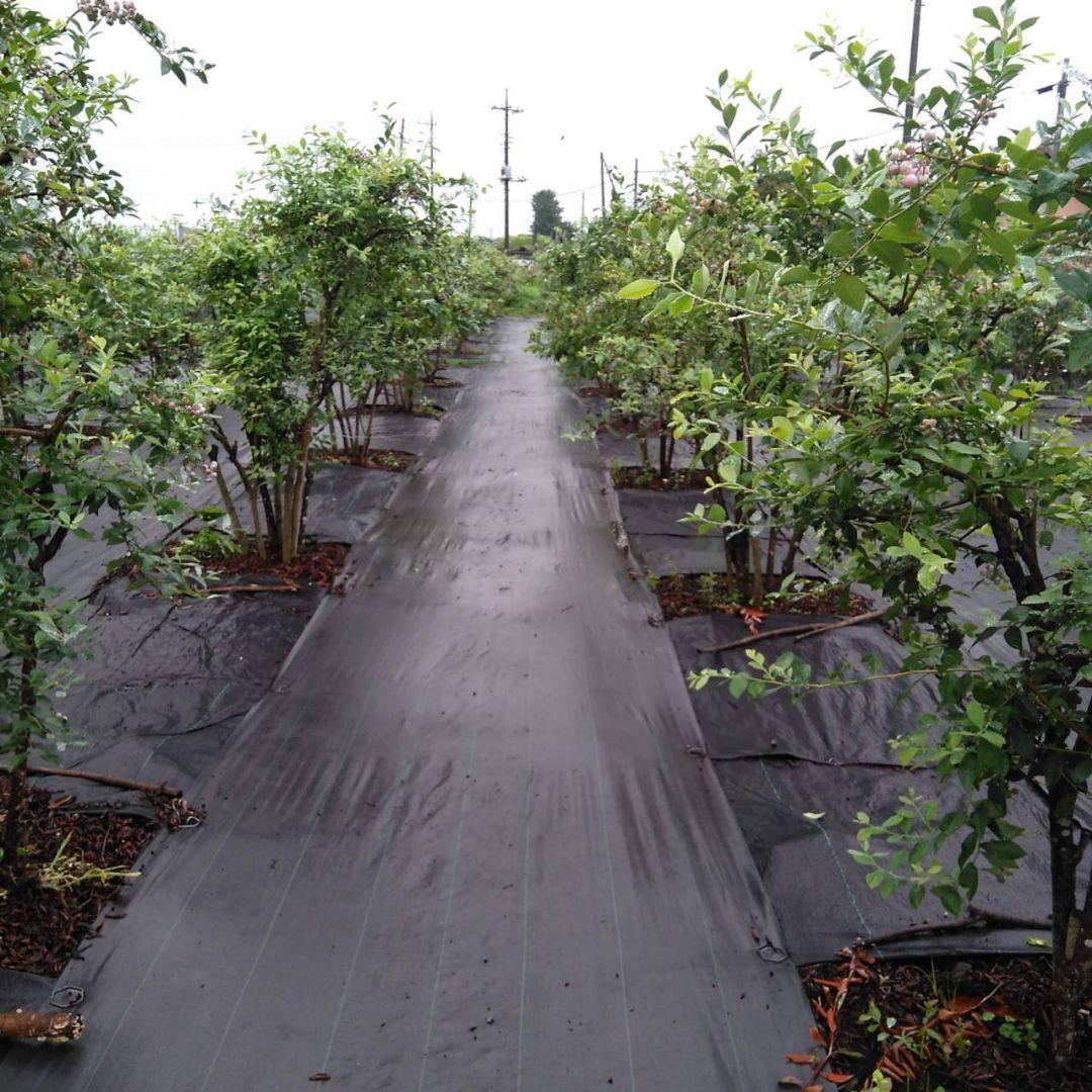 ★完熟冷凍ブルーベリーkg★