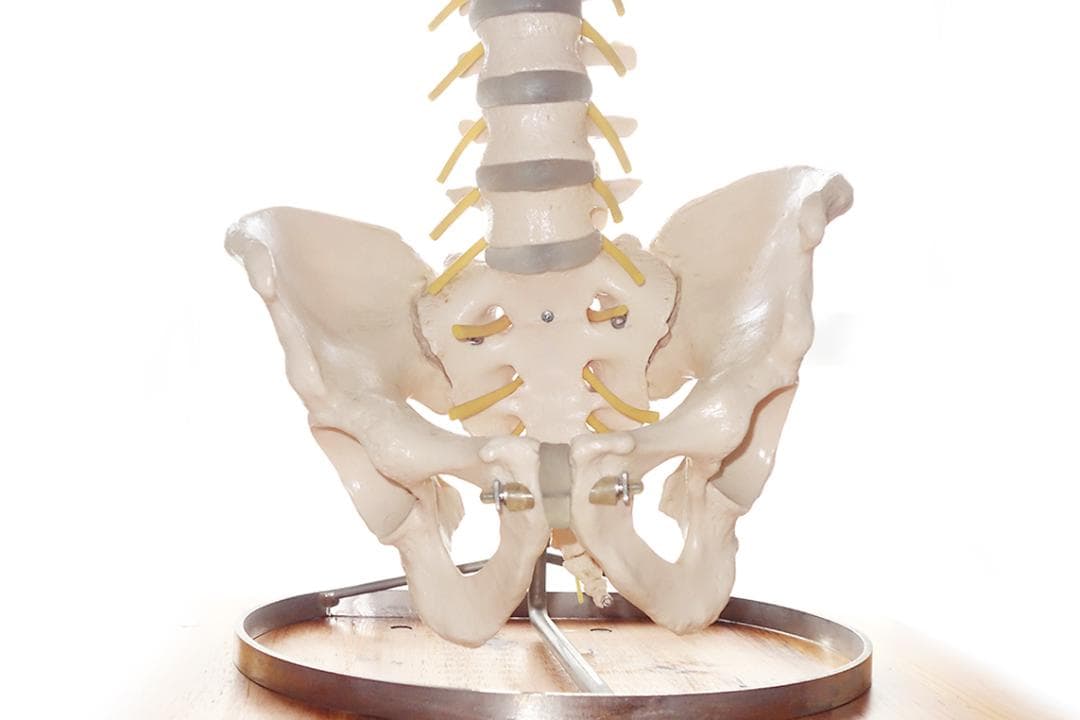 somso社製の脊柱模型 Z44