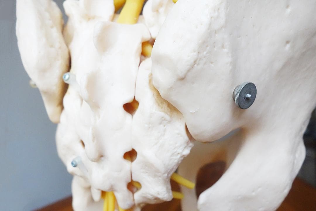 somso社製の脊柱模型 Z44