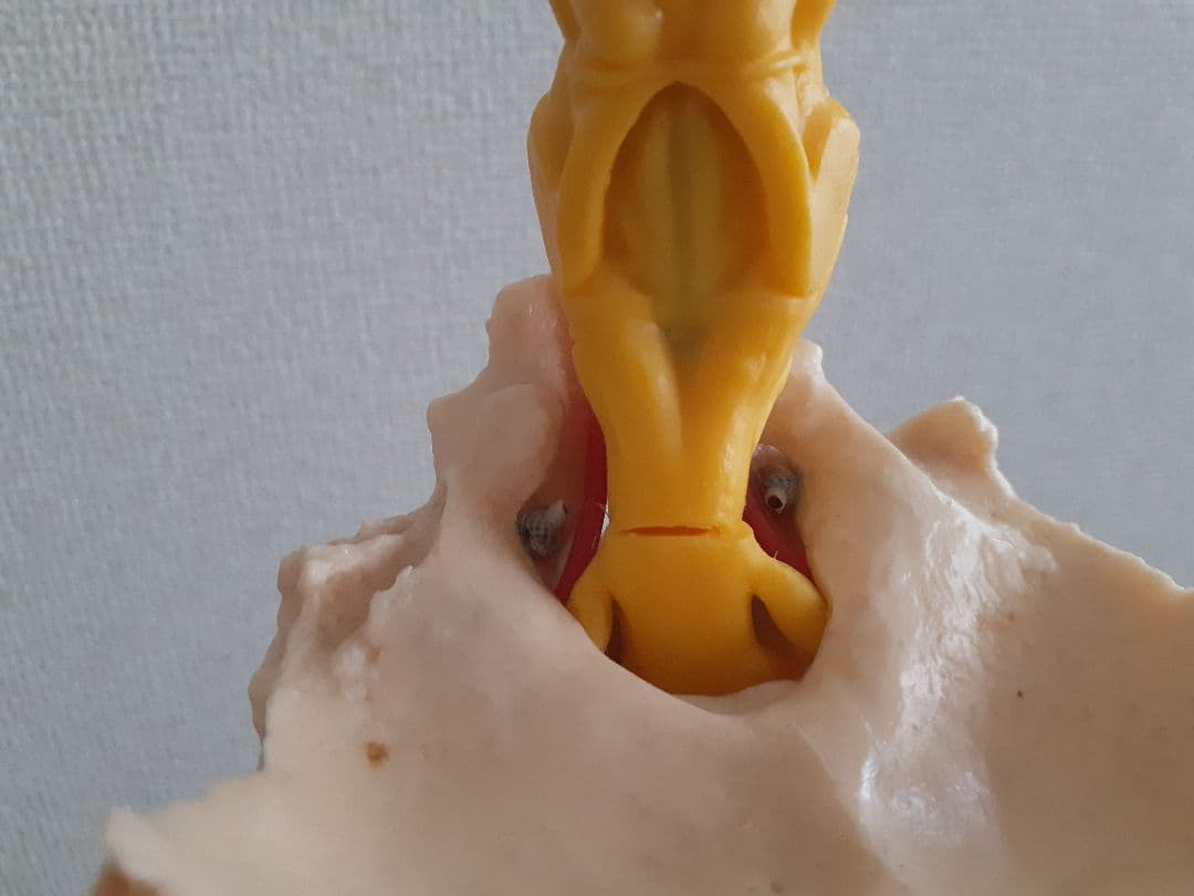 somso社製の脊柱模型 Z44