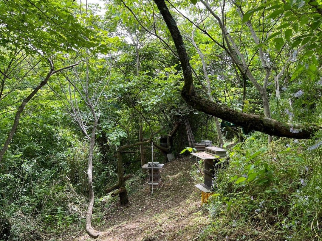 天然熟成2年　希少　日本ミツバチ 国産天然はちみつ100%600g(Y1Y2箱)